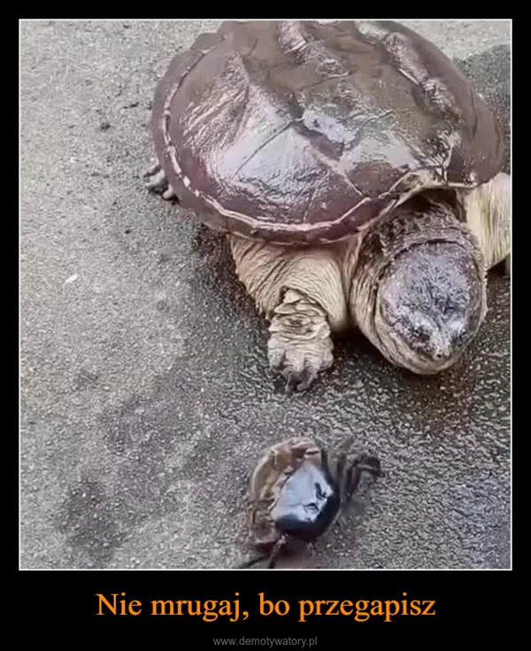 Nie mrugaj, bo przegapisz