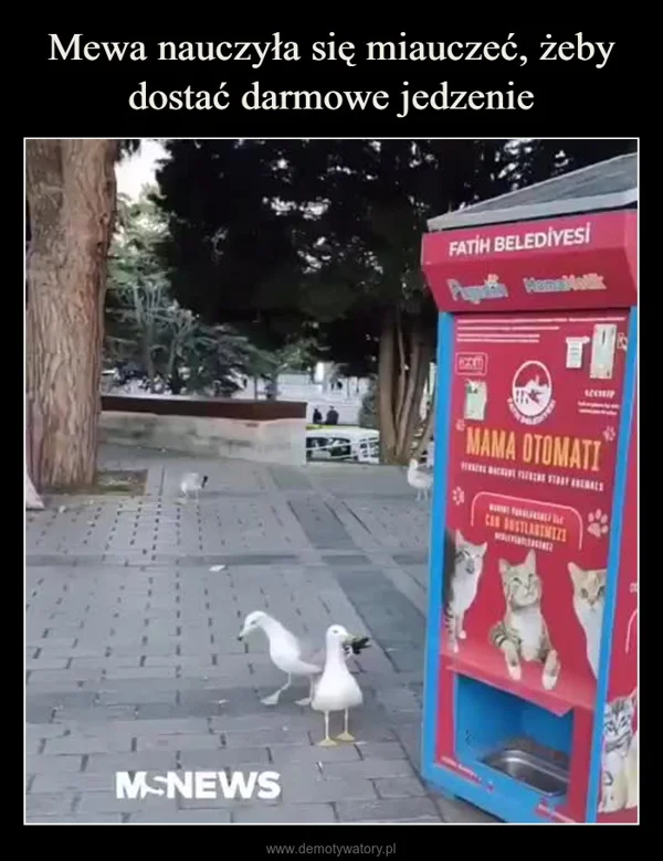 
    Mewa nauczyła się miauczeć, żeby dostać darmowe jedzenie