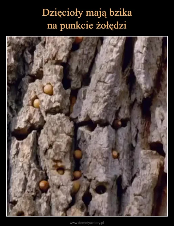 Dzięcioły mają bzika na punkcie żołędzi