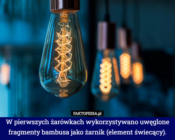 W pierwszych żarówkach wykorzystywano uwęglone fragmenty bambusa jako żarnik
