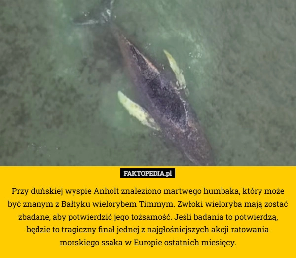 
    Przy duńskiej wyspie Anholt znaleziono martwego humbaka, który może być