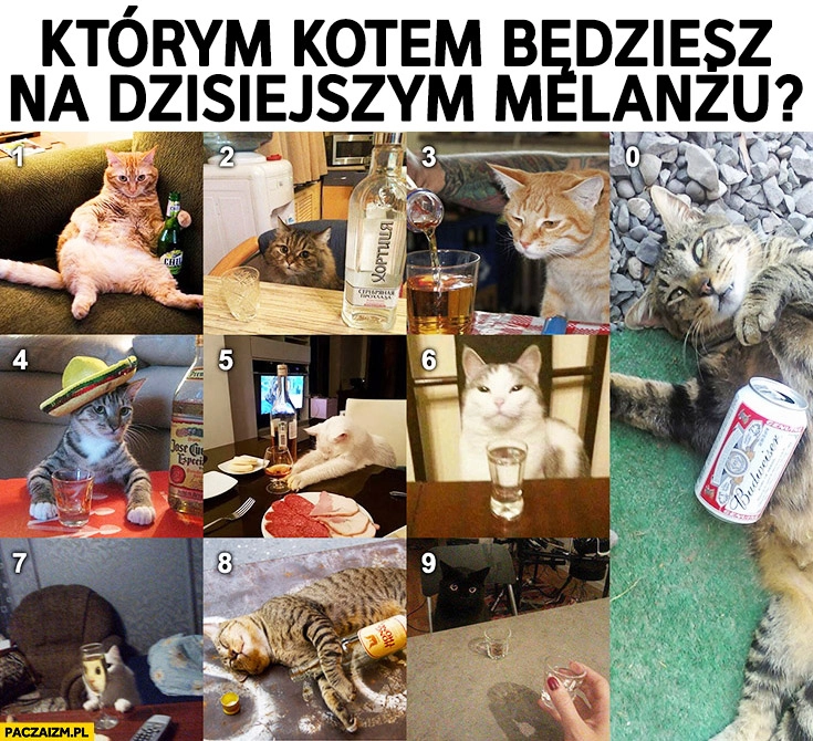 Koty pijące alkohol którym kotem jesteś? Numerki cyfry