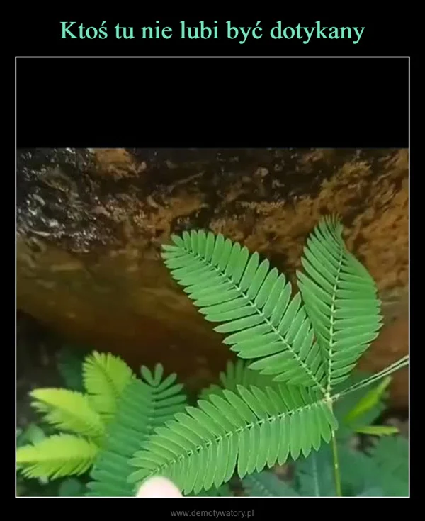 
    Ktoś tu nie lubi być dotykany