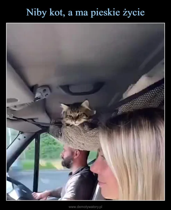 Niby kot, a ma pieskie życie