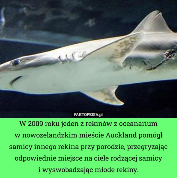 W 2009 roku jeden z rekinów z oceanarium
w nowozelandzkim mieście Auckland