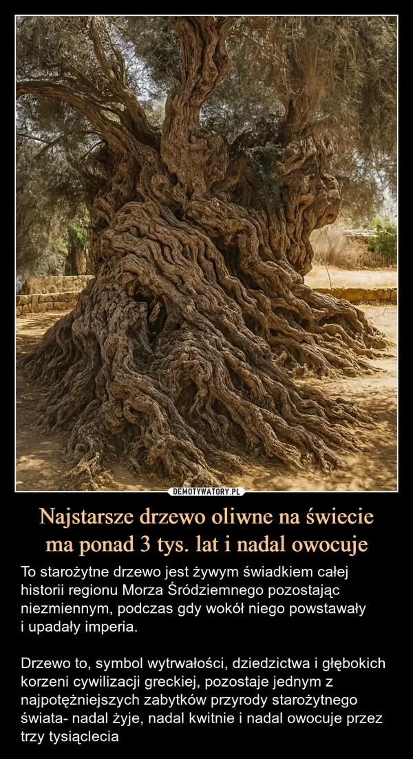Najstarsze drzewo oliwne na świecie ma ponad 3 tys. lat i nadal owocuje
