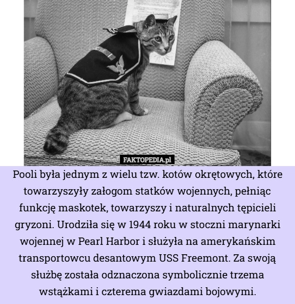 Pooli była jednym z wielu tzw. kotów okrętowych, które towarzyszyły załogom