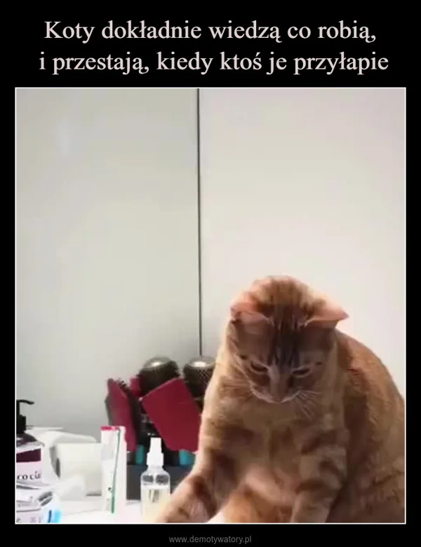 Koty dokładnie wiedzą co robią, i przestają, kiedy ktoś je przyłapie