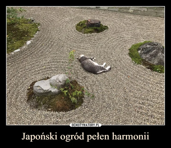 Japoński ogród pełen harmonii