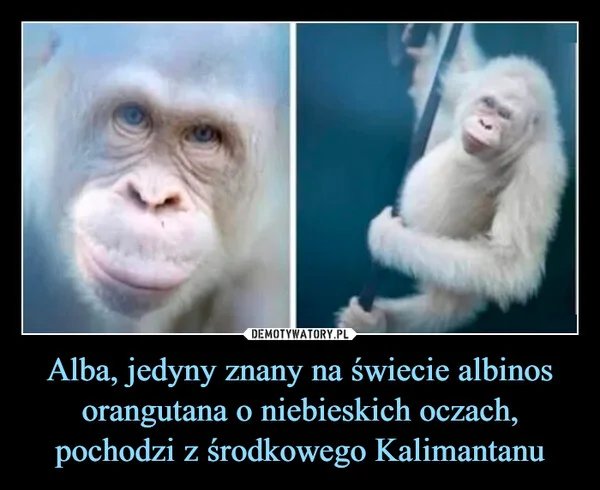 Alba, jedyny znany na świecie albinos orangutana o niebieskich oczach, pochodzi z środkowego Kalimantanu