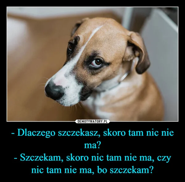 - Dlaczego szczekasz, skoro tam nic nie ma? - Szczekam, skoro nic tam nie ma, czy nic tam nie ma, bo szczekam?