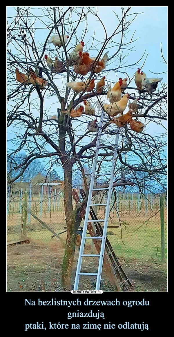 Na bezlistnych drzewach ogrodu gniazdują ptaki, które na zimę nie odlatują