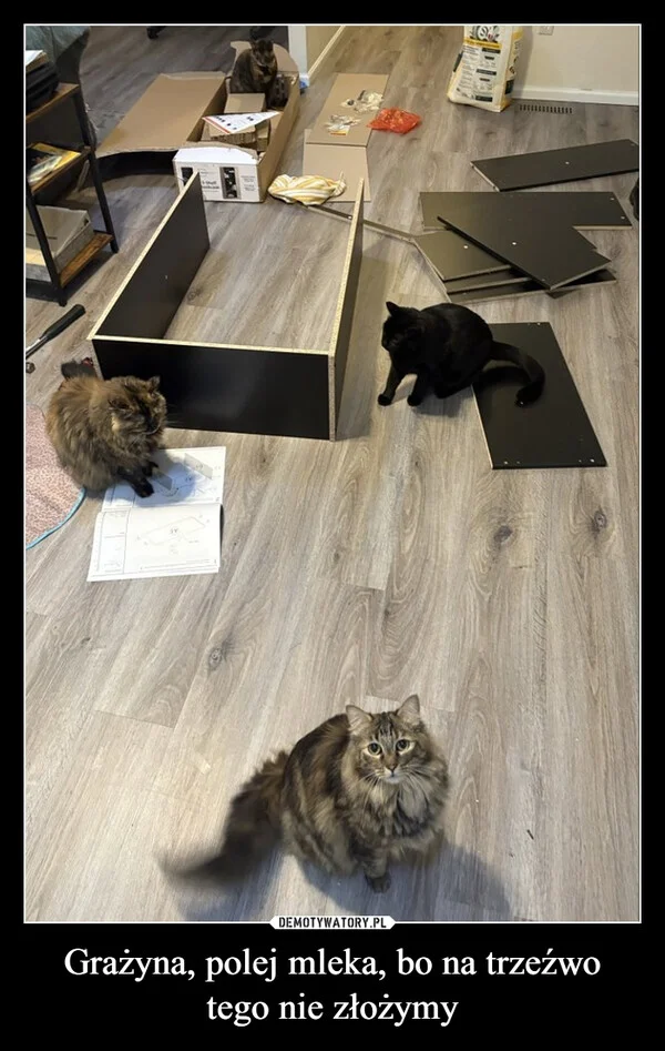 Grażyna, polej mleka, bo na trzeźwo tego nie złożymy