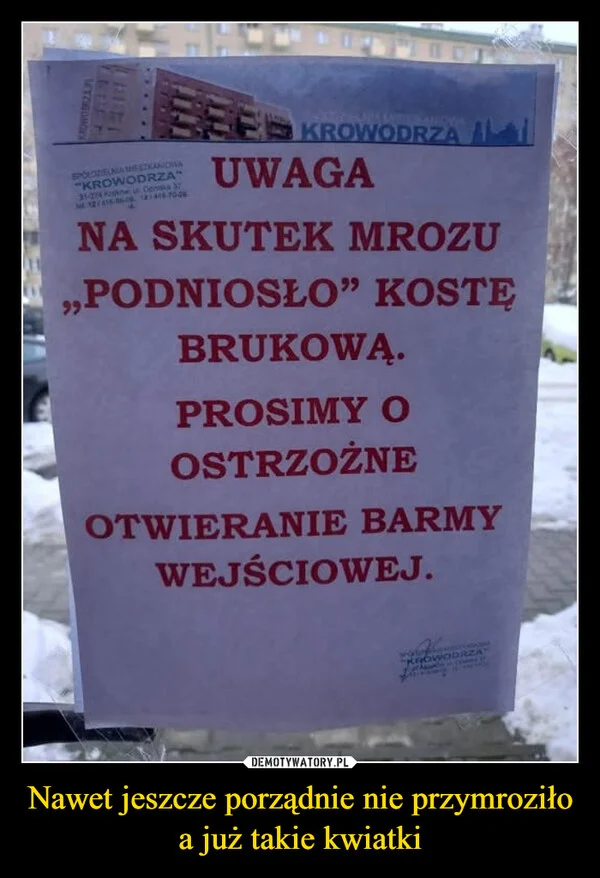 Nawet jeszcze porządnie nie przymroziło a już takie kwiatki