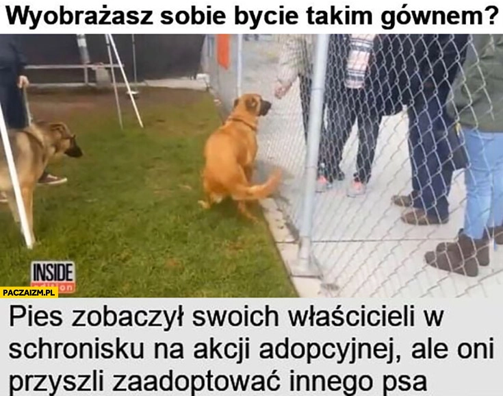 
    Pies zobaczył swoich właścicieli w schronisku na akcji adopcyjnej ale oni przyszli zaadoptować innego psa