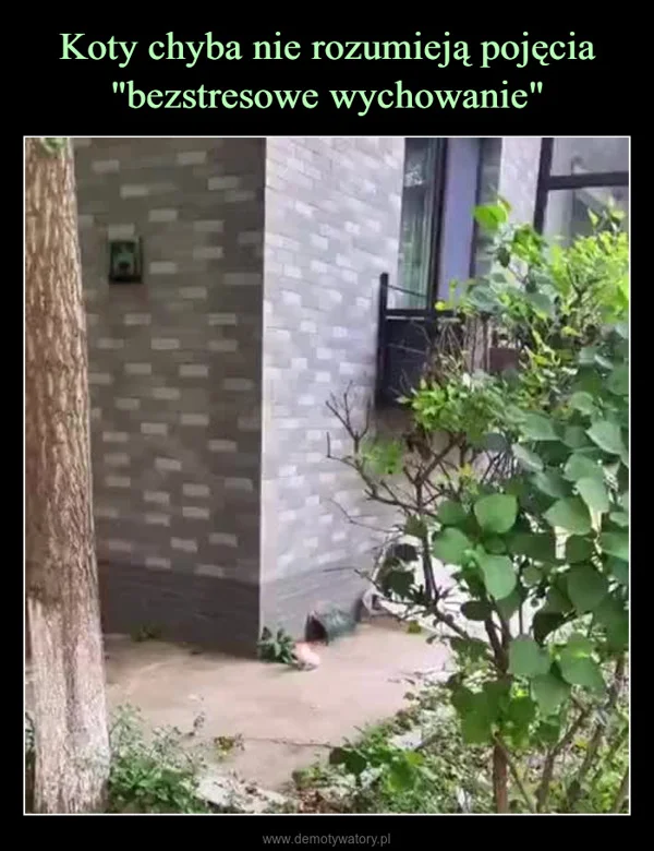 
    Koty chyba nie rozumieją pojęcia 