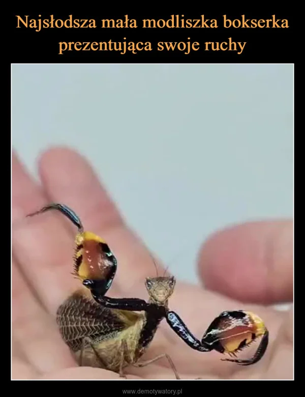 Najsłodsza mała modliszka bokserka prezentująca swoje ruchy