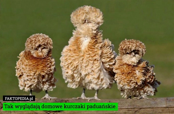 Tak wyglądają domowe kurczaki paduańskie.
