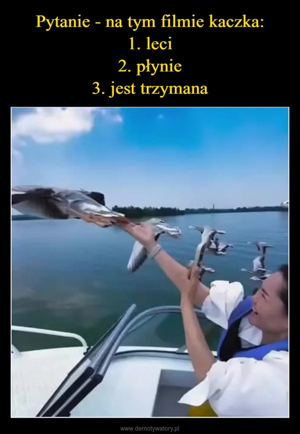 Pytanie - na tym filmie kaczka: 1. leci 2. płynie 3. jest trzymana