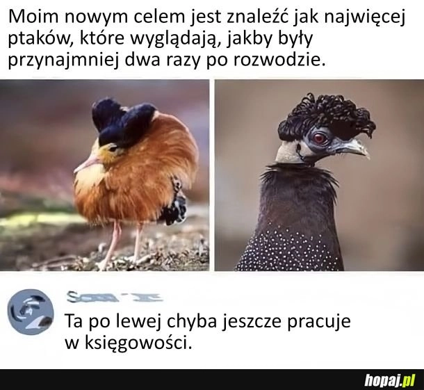 
    Rozwodnice