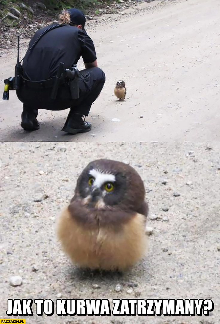 Jak to kurna zatrzymany? Zdziwiony ptak