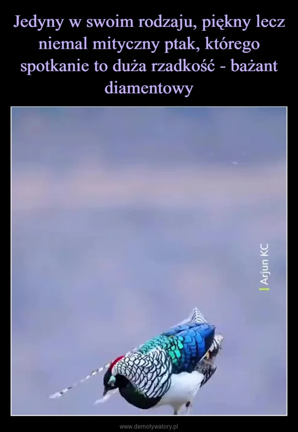 Jedyny w swoim rodzaju, piękny lecz niemal mityczny ptak, którego spotkanie to duża rzadkość - bażant diamentowy