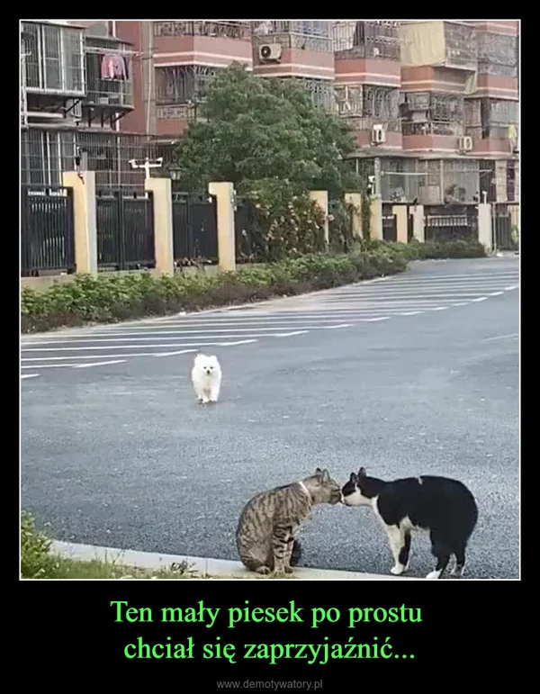 Ten mały piesek po prostu chciał się zaprzyjaźnić...