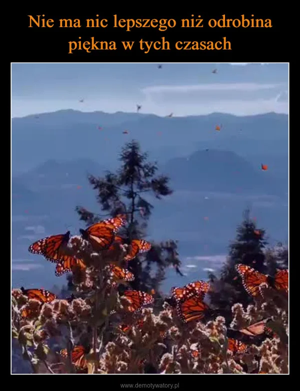 Nie ma nic lepszego niż odrobina piękna w tych czasach