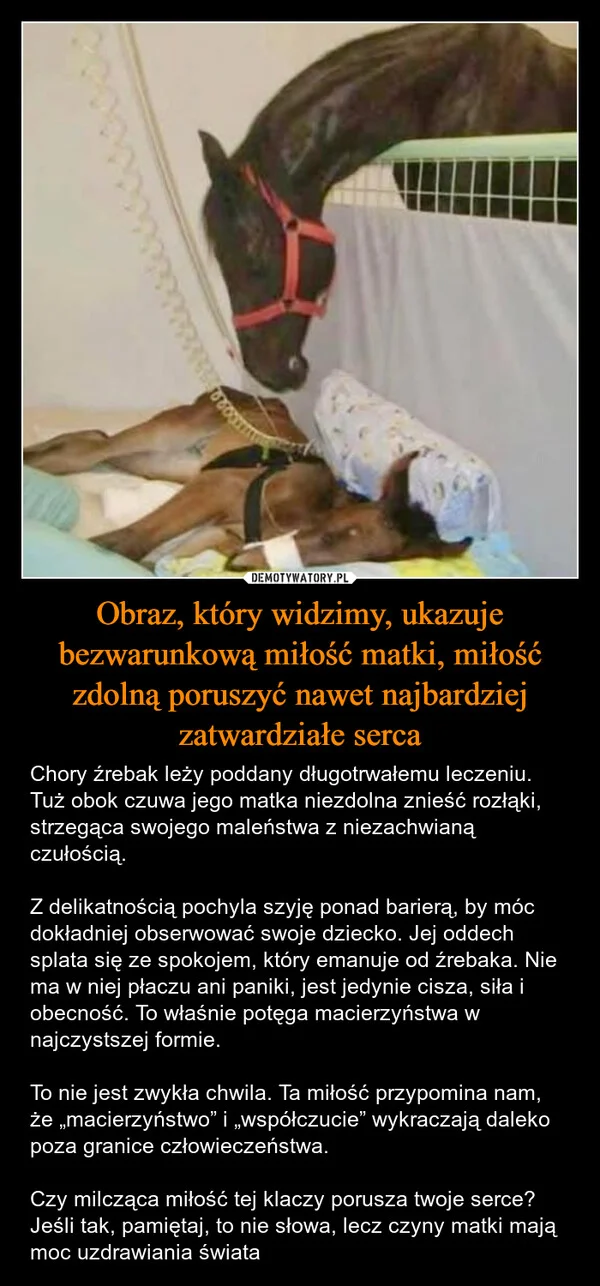 
    Obraz, który widzimy, ukazuje bezwarunkową miłość matki, miłość zdolną poruszyć nawet najbardziej zatwardziałe serca