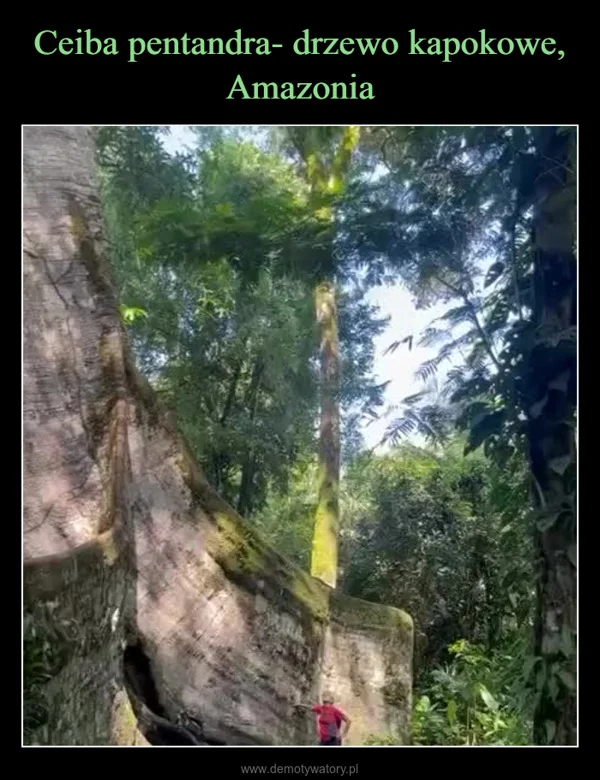 Ceiba pentandra- drzewo kapokowe, Amazonia