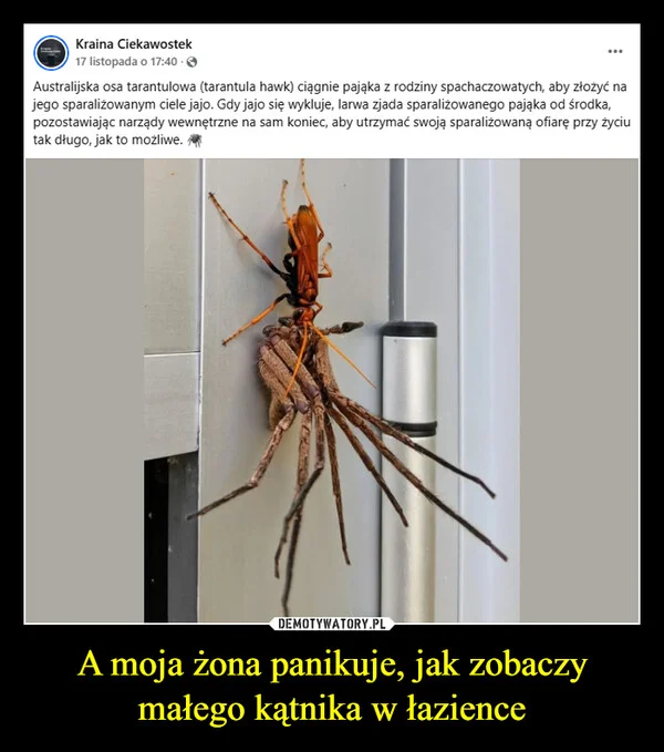 A moja żona panikuje, jak zobaczy małego kątnika w łazience