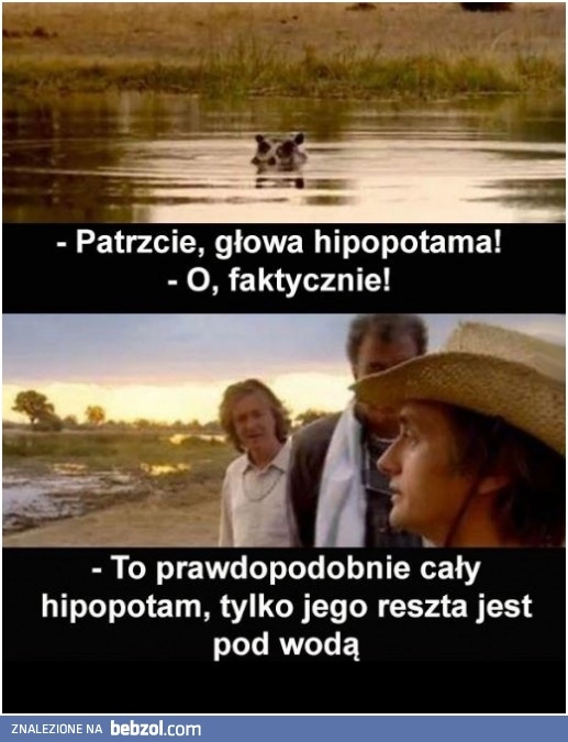 Głowa hipopotama