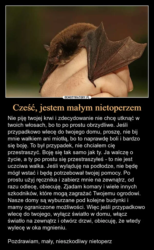 Cześć, jestem małym nietoperzem