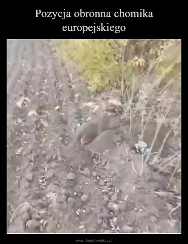 Pozycja obronna chomika europejskiego