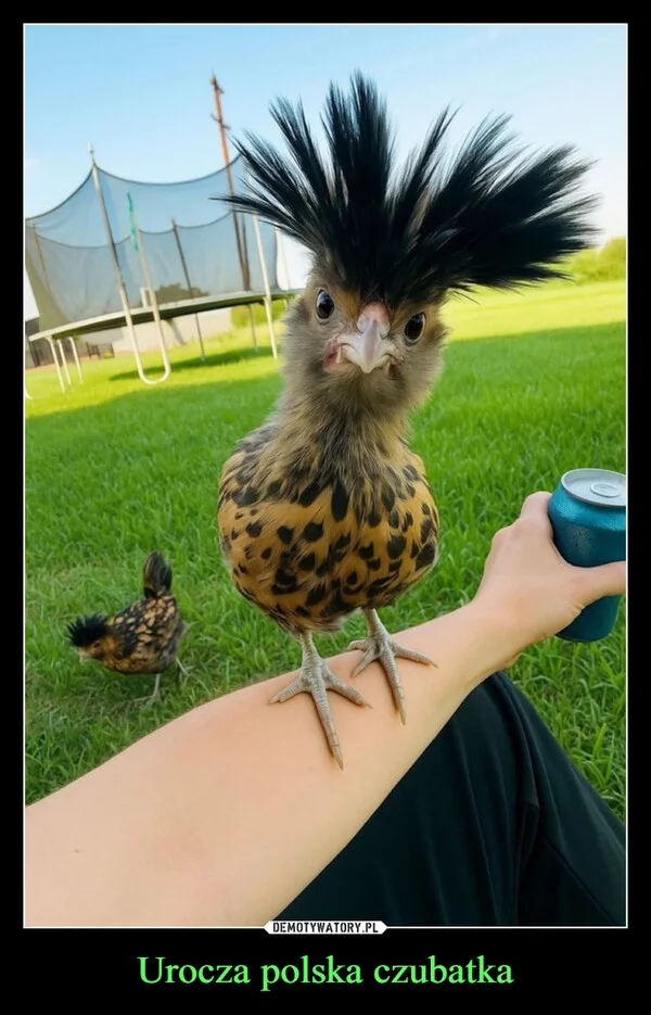 Urocza polska czubatka