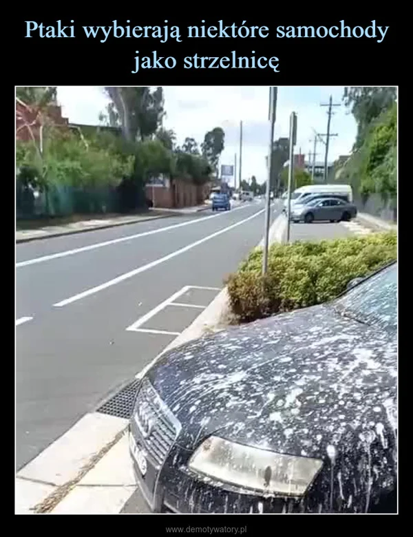 Ptaki wybierają niektóre samochody jako strzelnicę