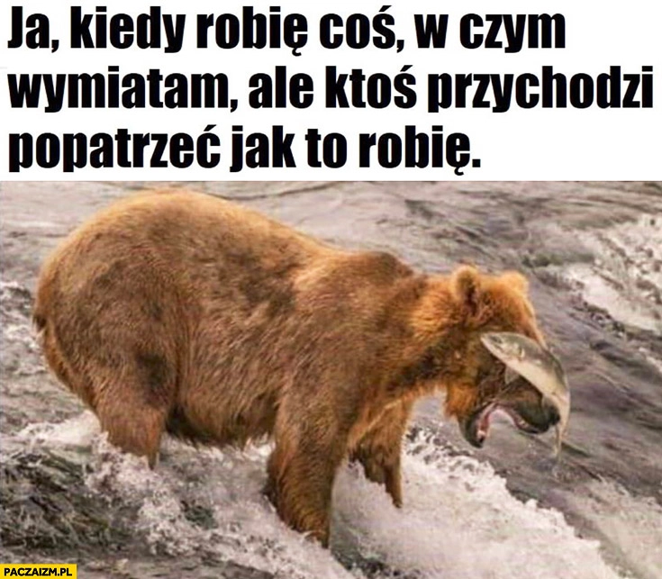 Ja kiedy robię coś w czym wymiatam ale ktoś przychodzi popatrzeć jak to robię niedźwiedź fail