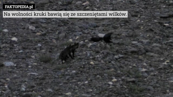 Na wolności kruki bawią się ze szczeniętami wilków.