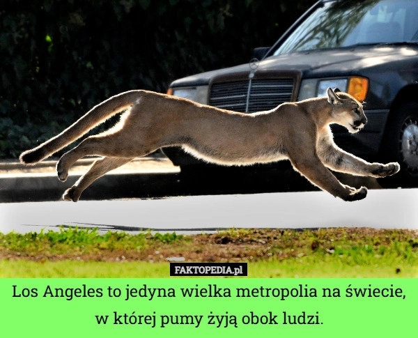 Los Angeles to jedyna wielka metropolia na świecie, w której pumy żyją obok