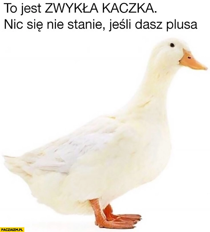 To jest zwykła kaczka, nic się nie stanie jeśli dasz plusa lajka