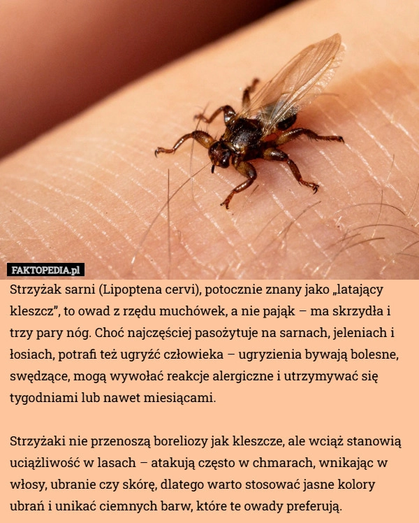Strzyżak sarni (Lipoptena cervi), potocznie znany jako „latający kleszcz”,