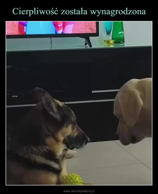 Cierpliwość została wynagrodzona