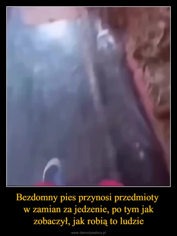 Bezdomny pies przynosi przedmioty w zamian za jedzenie, po tym jak zobaczył, jak robią to ludzie