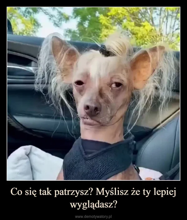 Co się tak patrzysz? Myślisz że ty lepiej wyglądasz?