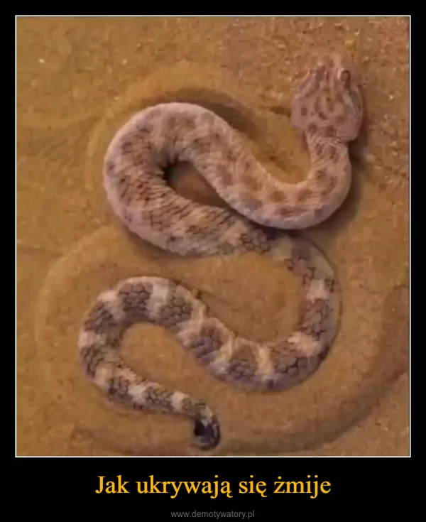 Jak ukrywają się żmije