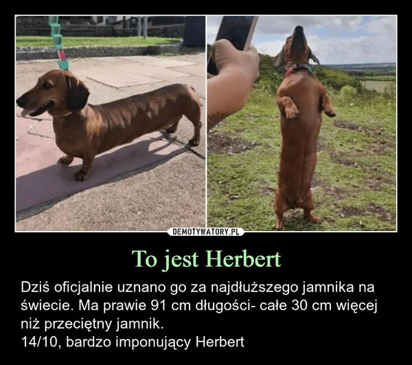 To jest Herbert