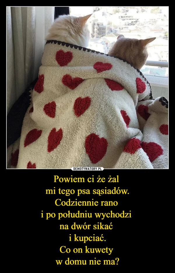 Powiem ci że żal mi tego psa sąsiadów. Codziennie rano i po południu wychodzi na dwór sikać i kupciać. Co on kuwety w domu nie ma?