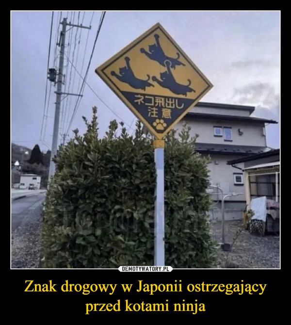 Znak drogowy w Japonii ostrzegający przed kotami ninja