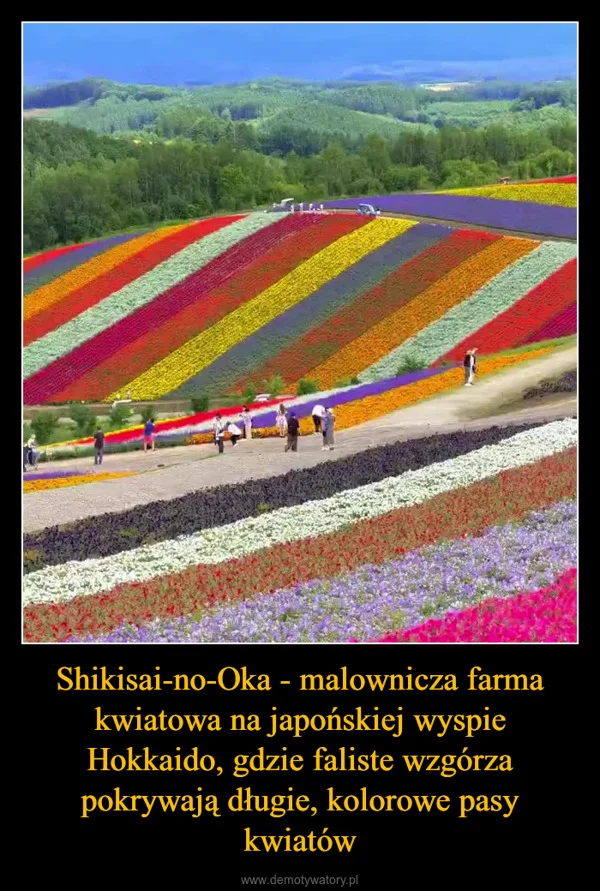 Shikisai-no-Oka - malownicza farma kwiatowa na japońskiej wyspie Hokkaido, gdzie faliste wzgórza pokrywają długie, kolorowe pasy kwiatów