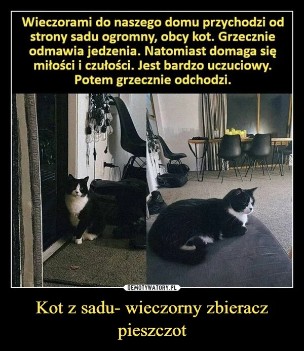 Kot z sadu- wieczorny zbieracz pieszczot